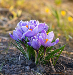 Spring background with beautiful violet crocuses in the garden. 