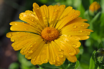 Close up macro photo of raindrops on a yellow Gerbera flower as seen at spring after the rain