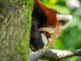 Red Panda eating Bamboo 