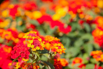 red and yellow flowers of lantana aculeata Moldenke