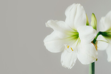 Obraz na płótnie Canvas Beautiful white amaryllis flower blooming indoors against gray wall, copy space