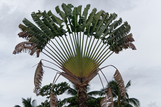 Palmier du voyageur en Guyane fran&ccedil;aise