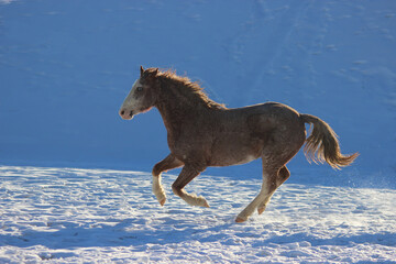 horse in winter, Horse rocks American curly with blue eyes gallops winter through the snow
