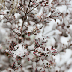 pink pittosporum, under the snow