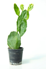 Cactus isolated on white background.