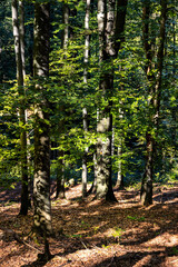 Beech forest landscape at Leskowiec peak and Przelecz Midowicza Pass in Little Beskids mountains near Andrychow in Lesser Poland