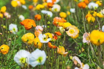 Close up of spring field with blooming poppies background. Freshness springtime wallpaper. Organic farmland garden growth. Green natural ecology environment. Photo with copy space