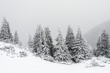 Trees covered with snow on a mountain slope.