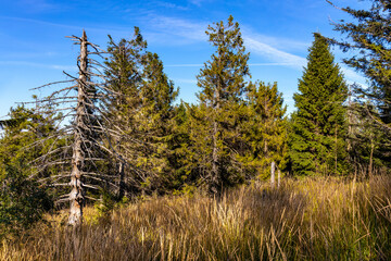 Mixed forest landscape at Leskowiec peak and Przelecz Midowicza Pass in Little Beskids mountains near Andrychow in Lesser Poland