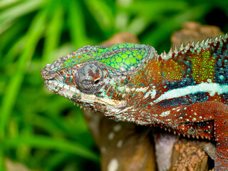 Chameleon on a tree at Masoala Rainforest