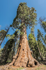 Mammutbaum Kalifornien Nationalpark
