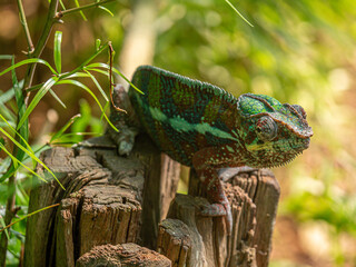 Chameleon on a tree at Masoala Rainforest