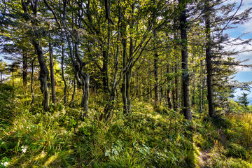 Obraz premium Mixed forest landscape at Leskowiec peak and Przelecz Midowicza Pass in Little Beskids mountains near Andrychow in Lesser Poland