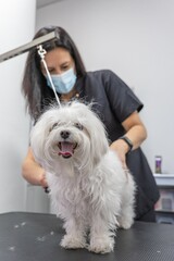 woman hairdresser cutting the hair of a cute little dog