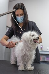 woman hairdresser cutting the hair of a cute little dog