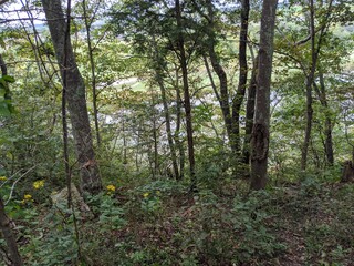 Walk through the woods