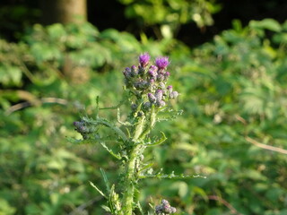 Eine Riesendistel im freiem