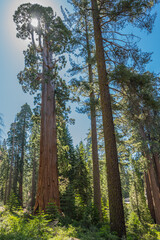 Fototapeta premium Mammutbaum Kalifornien National Park