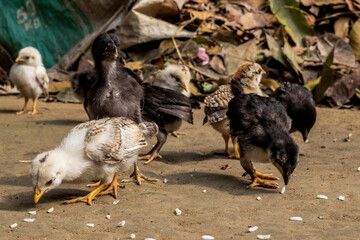 Beautiful hen is looking for food with some little baby hen