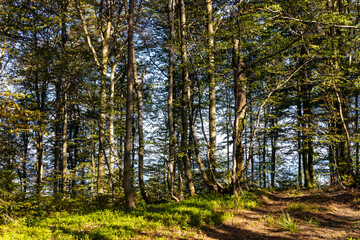 Obraz premium Mixed forest landscape at Leskowiec peak and Przelecz Midowicza Pass in Little Beskids mountains near Andrychow in Lesser Poland