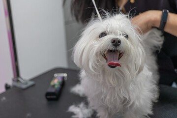 woman hairdresser cutting the hair of a cute little dog