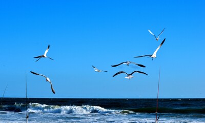 Fototapeta na wymiar Seagulls flying over the ocean background at Florida, USA