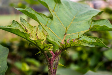 The Horse Nettle or Carolina horse-nettle or Solanum carolinense