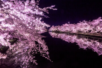 【青森】弘前公園の満開の桜ライトアップとリフレクション