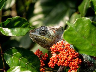 Chameleon on a tree at Masoala Rainforest