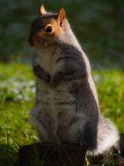 Obraz premium British Grey Squirrel standing upright with hands together