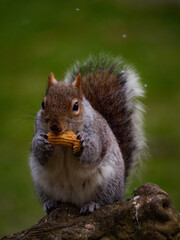 British Grey Squirrel eating nut against grassy background