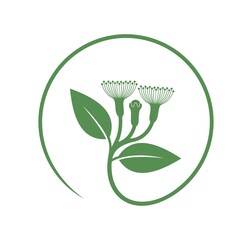 Cloves plant. Isolated cloves on white background