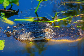 Alligator