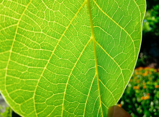 fresh green leaf texture closeup highlighted by the sun light. Fingers touch the tree leaf in the garden, spring park. Enjoy the season