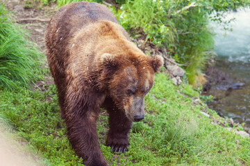 Naklejka na ściany i meble Bear on Alaska