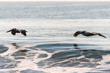 Pelicans flying over the pacific ocean, Pelecanus occidentalis, Guatemala volcanic beach, Monterrico, central america.