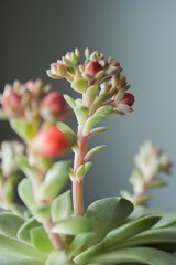 Close up of a green colorful succulent. Inside plant.