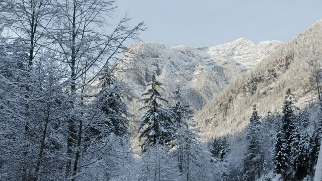 Lanscape shot of the austrian alps and forrest near the gosauer lake on a cold winter day