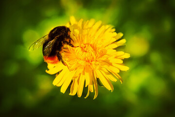 A cute little bumblebee with transparent wings diligently collects pollen from a bright yellow dandelion growing in a green meadow in the summer. Nature.