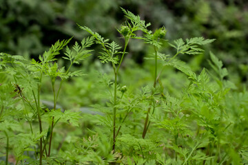 Fool's parsley, poison parsley is a grass flower wild plant
