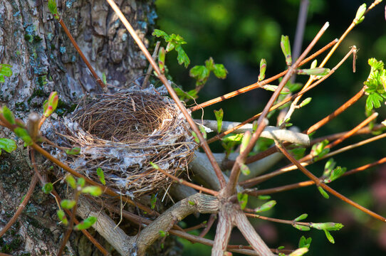 an empty bird nest in a tree