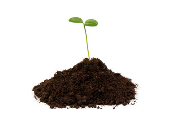 Seedlings are growing from fertile soil with a clean white background. Citrus plant.