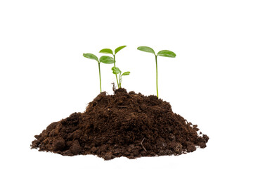Seedlings are growing from fertile soil with a clean white background. Citrus plant.