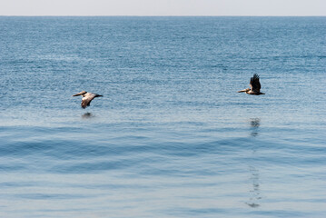 Pelicans flying over the pacific ocean, Pelecanus occidentalis, Guatemala volcanic beach, Monterrico, central america.
