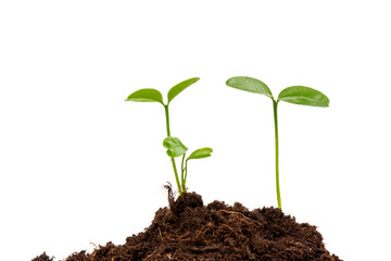 Seedlings are growing from fertile soil with a clean white background. Citrus plant.