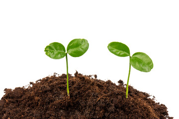 Seedlings are growing from fertile soil with a clean white background. Citrus plant.