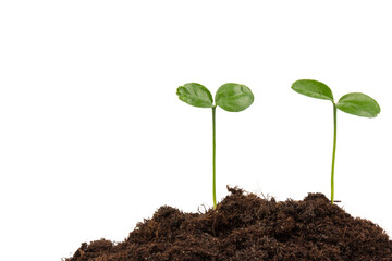 Seedlings are growing from fertile soil with a clean white background. Citrus plant.