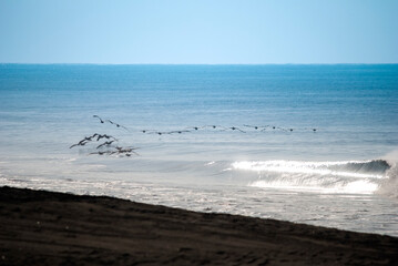 Pelicans flying over the pacific ocean, Pelecanus occidentalis, Guatemala volcanic beach, Monterrico, central america.