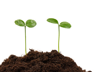 Seedlings are growing from fertile soil with a clean white background. Citrus plant.