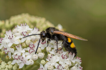 Side close-up of giant wasp Megascolia maculata collecting pollen on a white flower